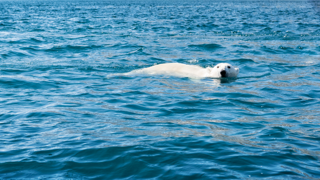 Illustration for article titled Heartbreaking Photos Of Polar Bears Who Will Die Before The Next ‘Metroid Prime’ If Nintendo Doesn’t Get Their Shit Together